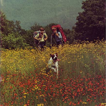 Walkers crossing a meadow of red and yellow wildflowers.